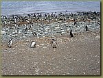 Magdalena_Island_Penguins 4.JPG