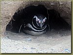 Magdalena_Island_Penguins 4a.JPG