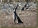 Magdalena_Island_Penguins 5a.JPG