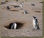 Magdalena_Island_Penguins 5b.JPG