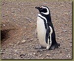 Magdalena_Island_Penguins 5c.JPG