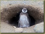 Magdalena_Island_Penguins 6a.JPG