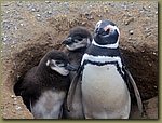 Magdalena_Island_Penguins 6c.JPG