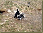 Magdalena_Island_Penguins 7.JPG