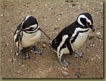 Magdalena_Island_Penguins 7a.JPG