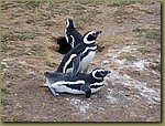 Magdalena_Island_Penguins 7b.JPG