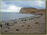 Magdalena_Island_Penguins 7c.JPG