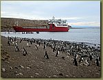 Magdalena_Island_Penguins 8a.JPG