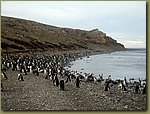 Magdalena_Island_Penguins 9d.JPG