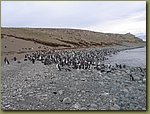 Magdalena_Island_Penguins.JPG