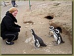 Magdalena_Island_Penguins_upclose.JPG