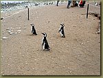 Why do Penguins cross the road.JPG