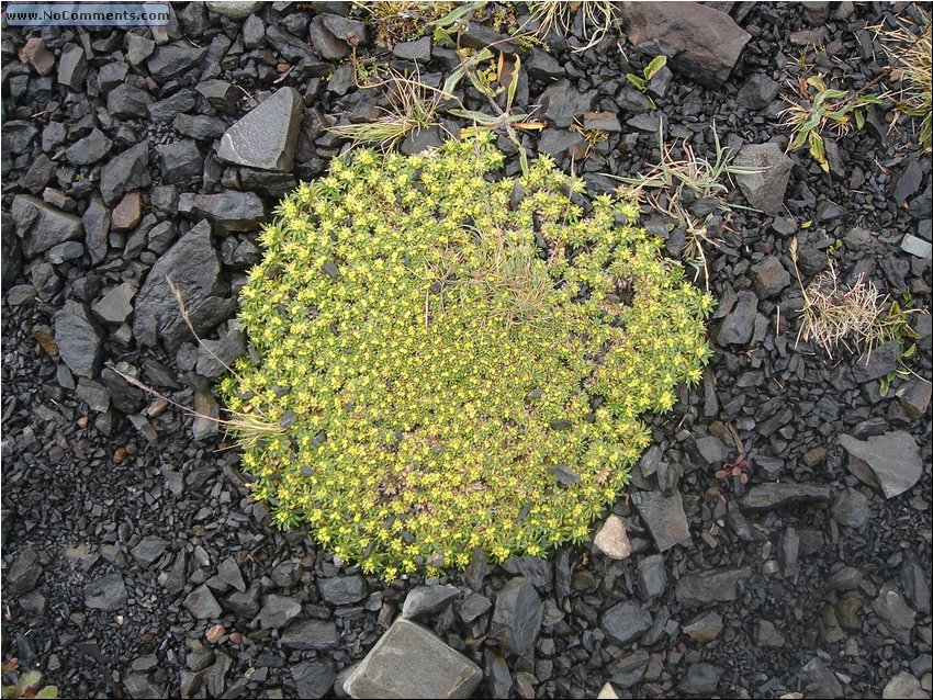 Torres_del_Paine Flora.JPG