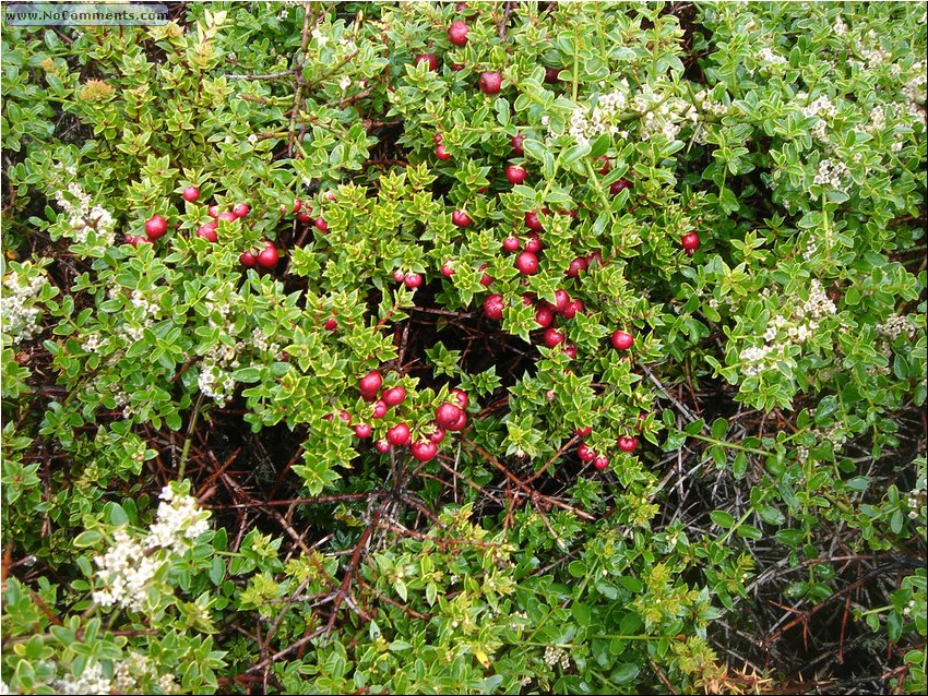 Island Berries.JPG