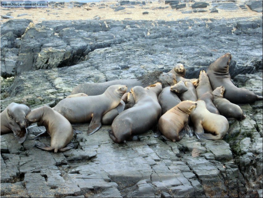 Seals 3.JPG