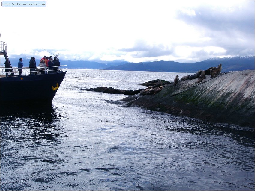 Seals on the Island 2.JPG