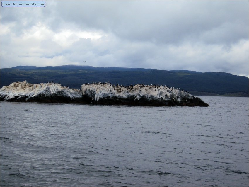 Ushuaia birds 1.JPG