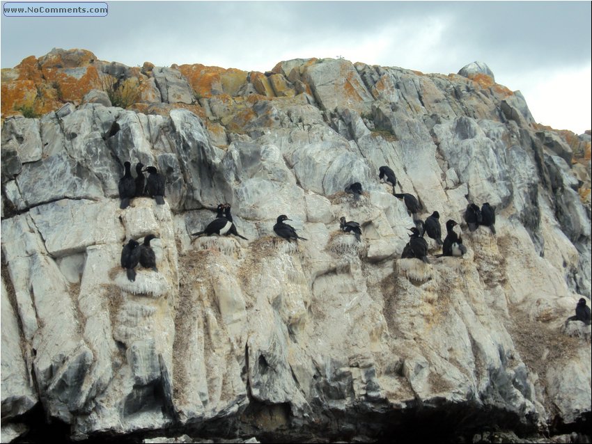Ushuaia birds 2.JPG