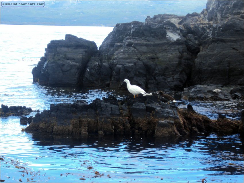 Ushuaia birds.JPG