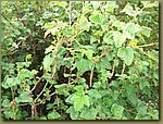 Red Currants.JPG