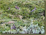 Tierra del Fuego rabbits.JPG