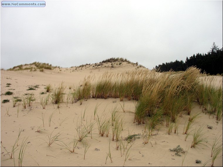 Oregon Sand Dunes.jpg
