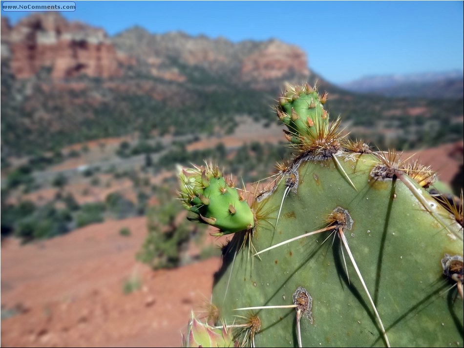 Cactus 01.JPG