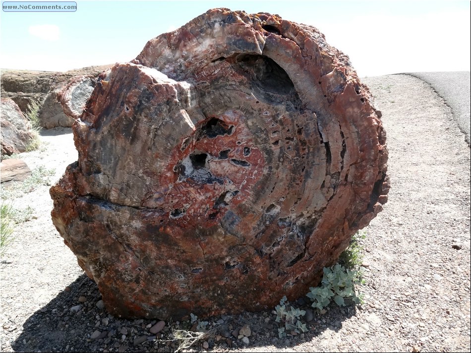 petrified wood 00.JPG