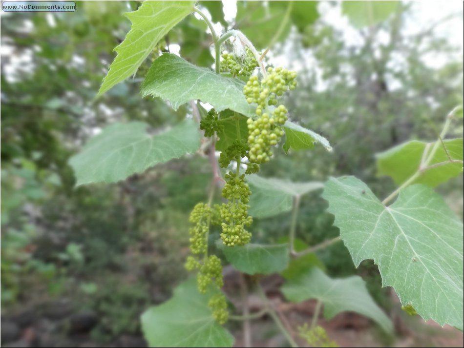 wild grapes 00.JPG