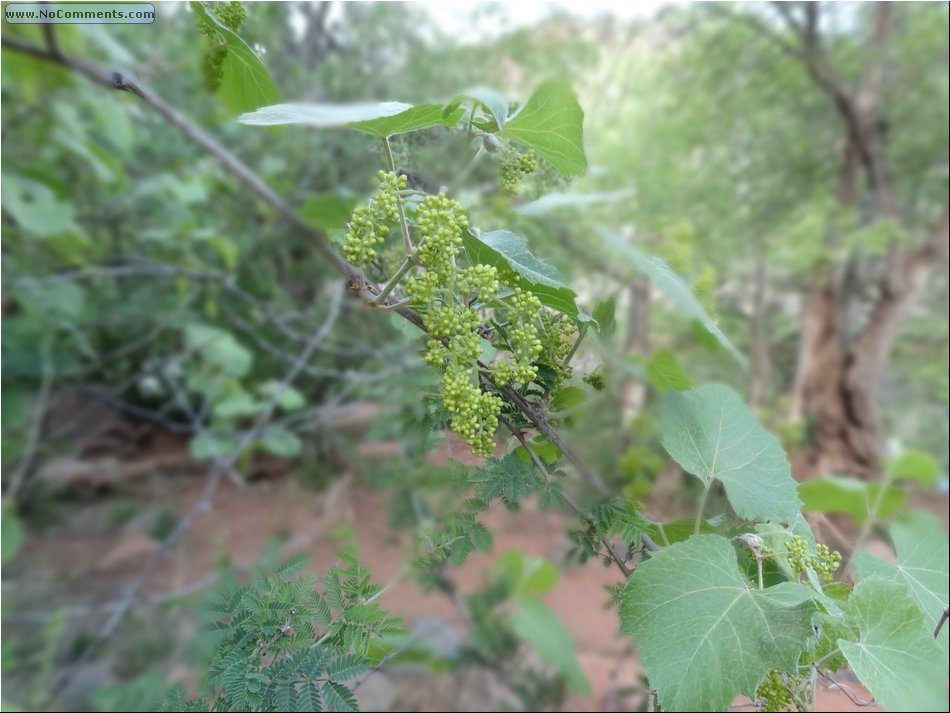 wild grapes 01.JPG