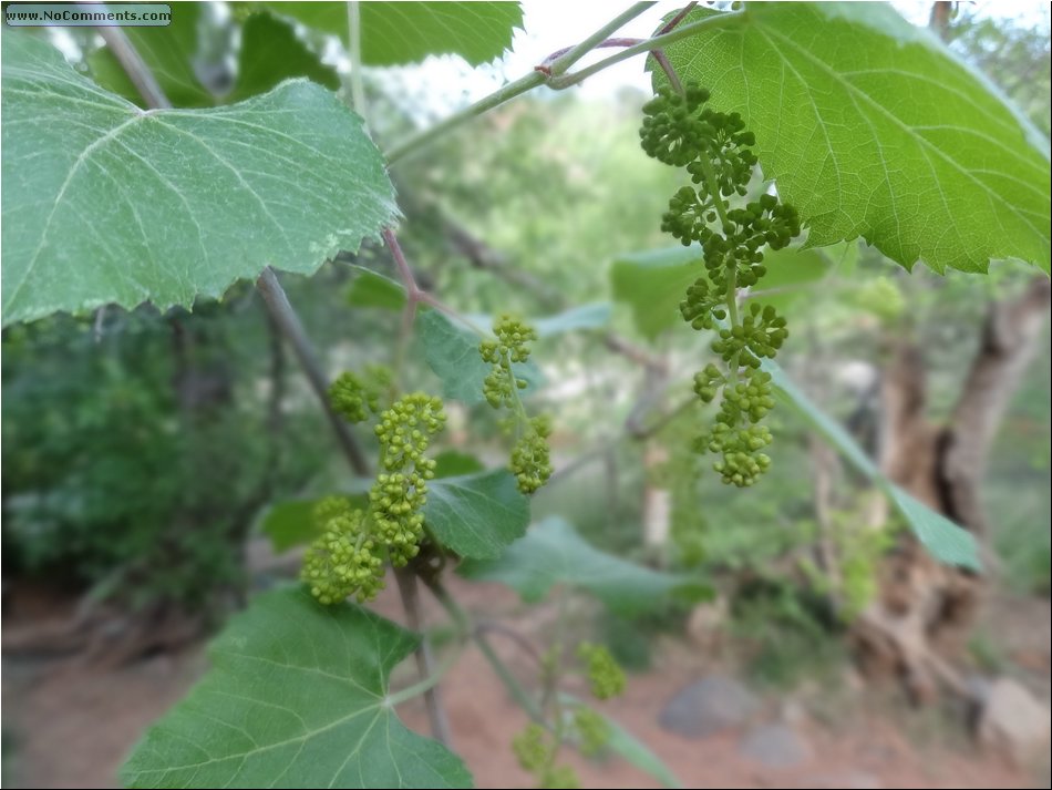 wild grapes 02.JPG