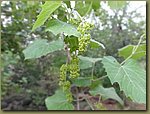 wild grapes 00.JPG