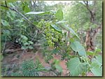 wild grapes 01.JPG