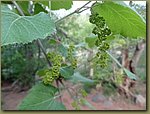 wild grapes 02.JPG