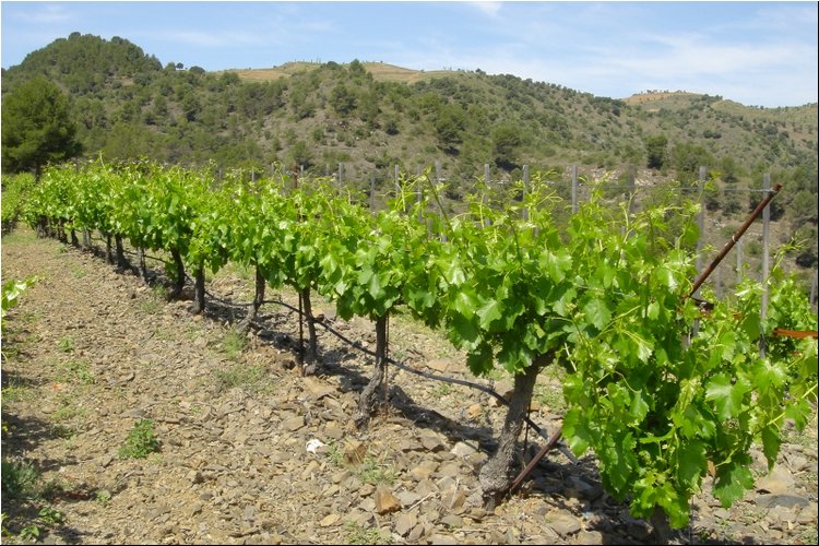 Clos Martinet 1.JPG