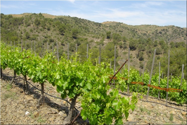 Clos Martinet 2.JPG