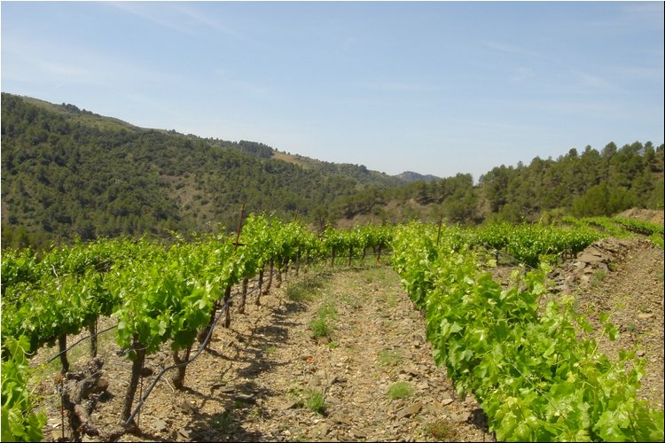 Clos Martinet 3.JPG