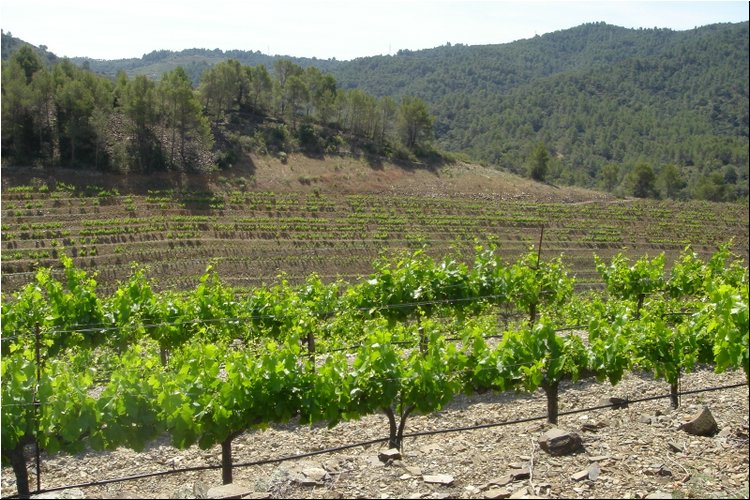 Clos Martinet 5.JPG