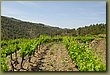 Clos Martinet 3.JPG