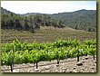 Clos Martinet 4.JPG