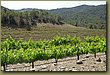 Clos Martinet 5.JPG