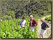 Sara Clos Martinet Vintner 2.JPG