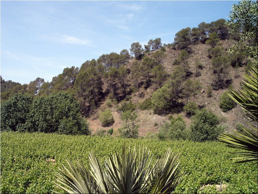 Clos Martinet 1.JPG