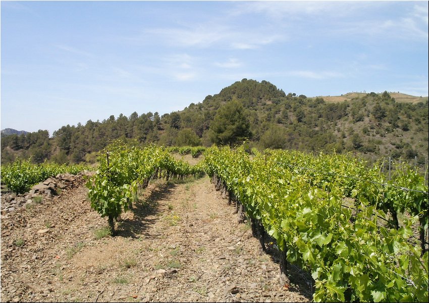 Clos Martinet 3.JPG