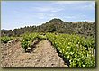 Clos Martinet 3.JPG