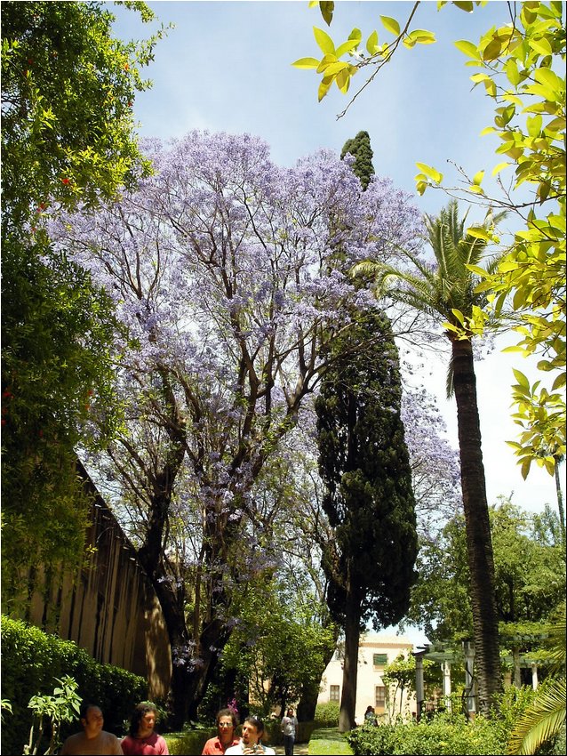 Alcazar Gardens 3C.JPG