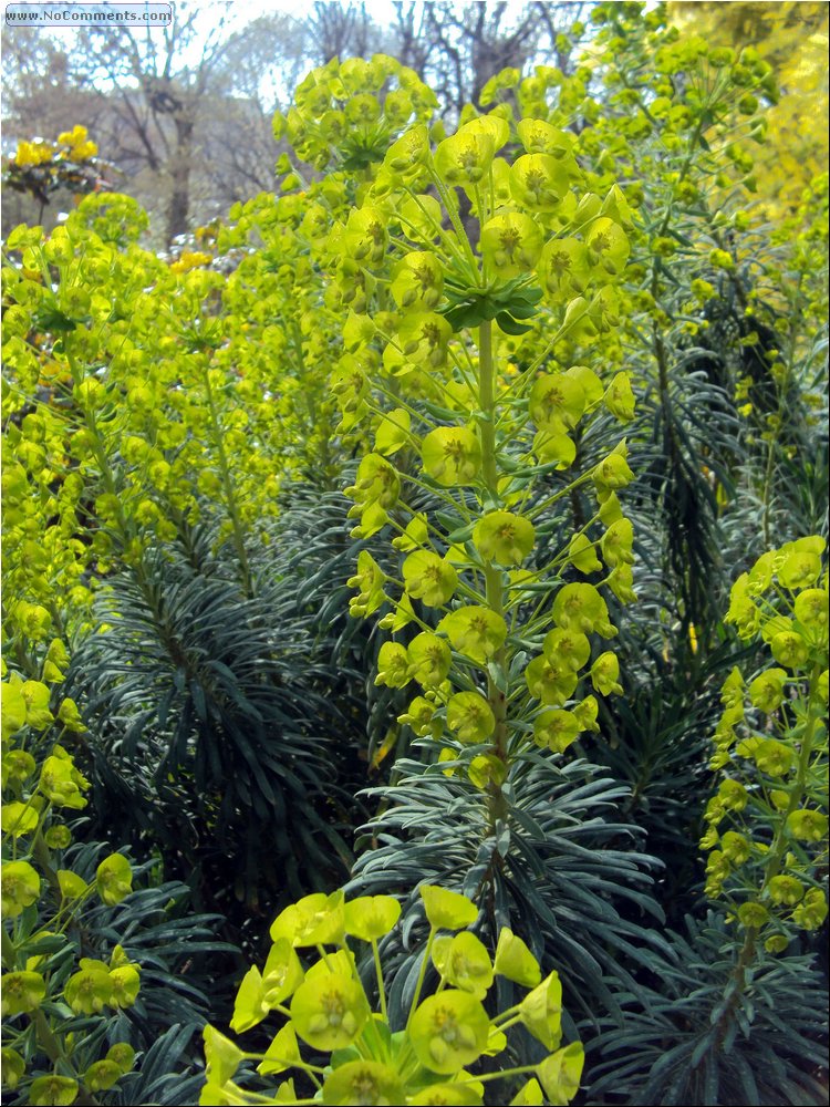 Madrid Botanic Garden 1.JPG