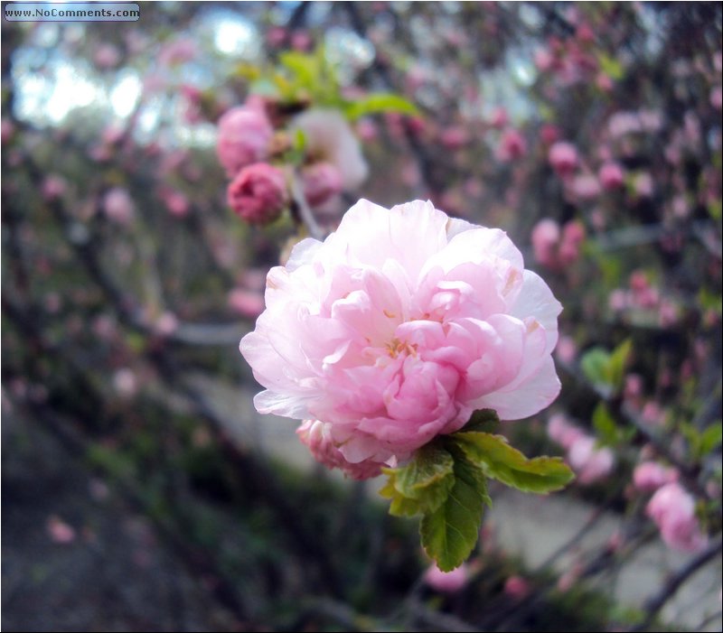 Madrid Botanic Garden 4.JPG