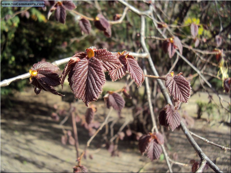 Madrid Botanic Garden 5.JPG