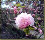 Madrid Botanic Garden 4.JPG